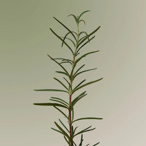 Rosemary Scalp Scrub