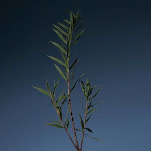 Tea Tree Purifying Tonic