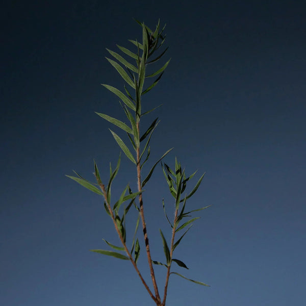 Tea Tree Purifying Tonic