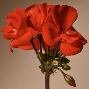 Quinoa Protein Treatment Mask