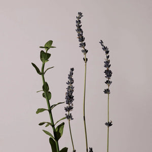 Serene Body Oil Lavender & Marjoram 100ml