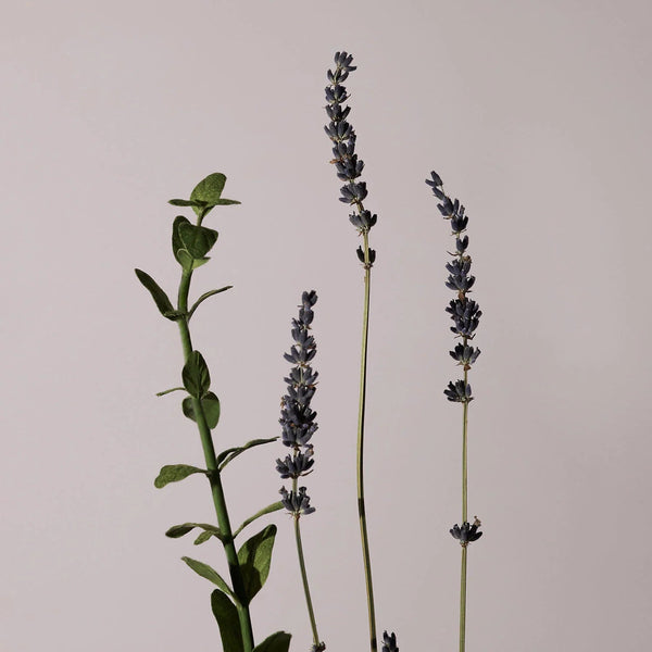 Serene Body Oil Lavender & Marjoram 100ml