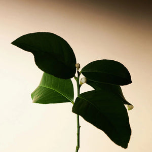 Embrace Body Lotion Neroli & Patchouli 300ml