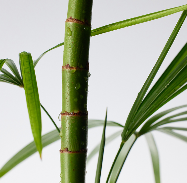 Mighty Bamboo Panthenol Cream 100ml