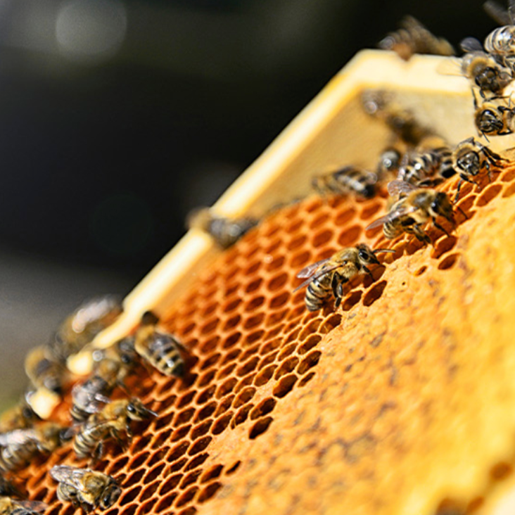 Full Fit Propolis Light Ampoule 30m