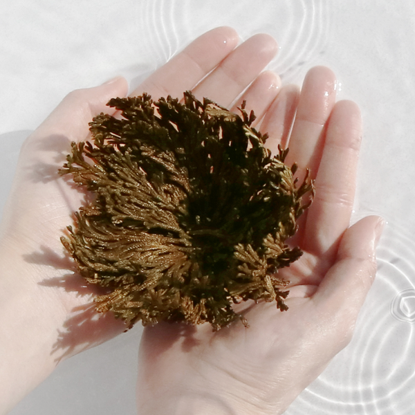 Anastatica Skin Conditioning Toner