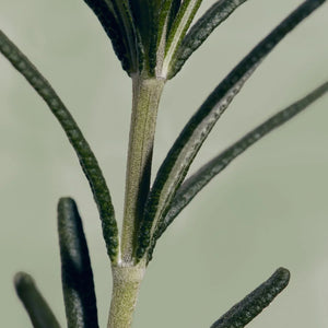 Rosemary Root Enhancer